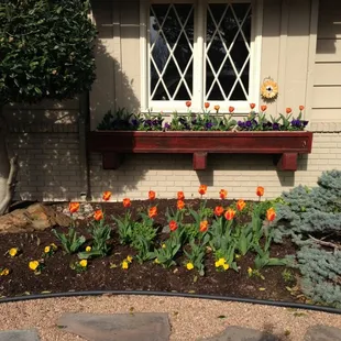 Beautiful Spring Tulips