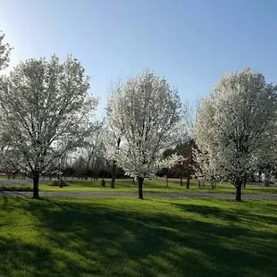 Spring trees and fertilizer weed free grass