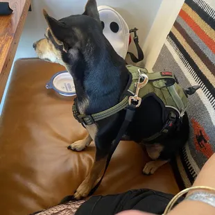 DOGS ALLOWED INSIDE