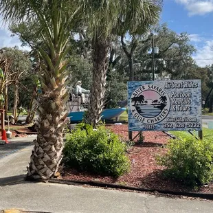 a palm tree