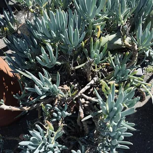 a small plant in a pot