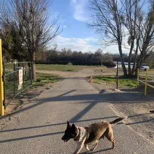 We love dogs here but we ask that you put them on a leash