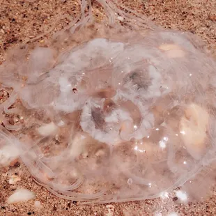 Jellyfish