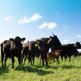 a herd of cows in a pasture