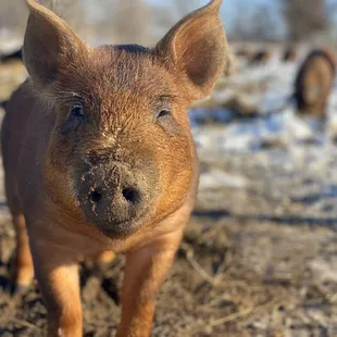 Happy pastured pigs