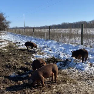 a herd of pigs grazing in the snow