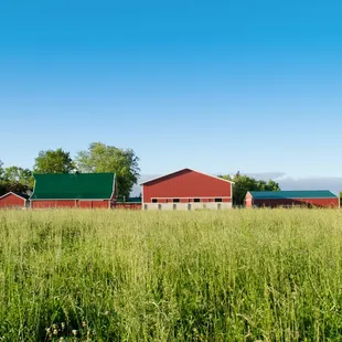a view of a grassy field with a barn in the background
