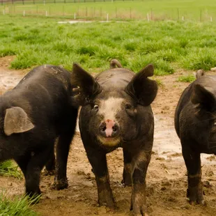 three pigs standing in the mud