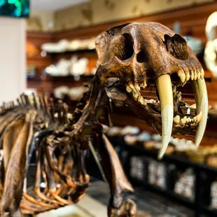 Sabertooth cat replica