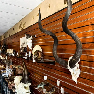 Natural skulls and casts/replicas for sale!