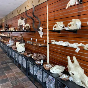 Natural skulls and replicas available for sale
