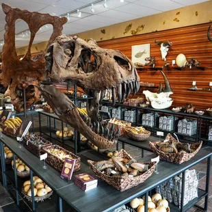 Come see a life-size replica of a Tyrannosaurus skull!