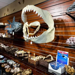 Shark jaws and teeth are available for sale