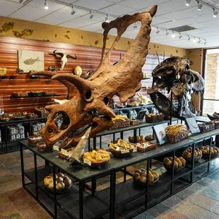 Tyrannostorus sells museum quality casts and replicas. There are many sizes and price points available!