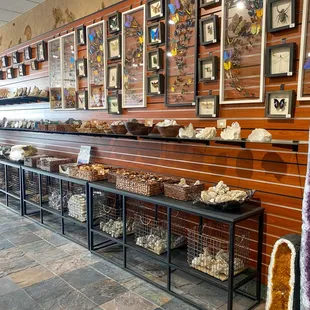 Tyrannostorus offers quality specimens beautifully preserved in shadow boxes.