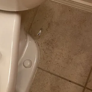 Random screw and feces "flaked" on the wall