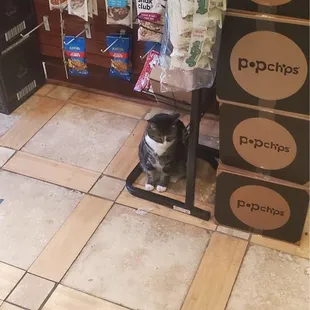 a cat sitting on the floor