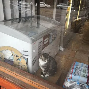 Their security guard enjoys people watching through the window.