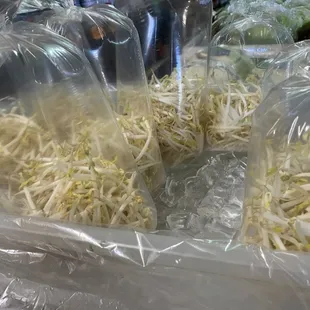 Bean sprouts