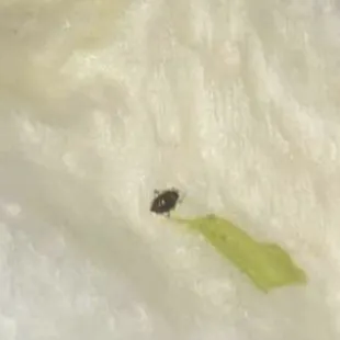 a bug on a piece of ice