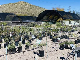 Desert Survivors Native Plant Nursery