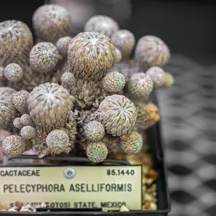 UC Botanical Garden at Berkeley