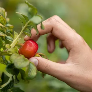 UC Botanical Garden at Berkeley