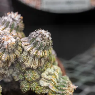 UC Botanical Garden at Berkeley