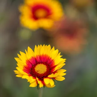UC Botanical Garden at Berkeley