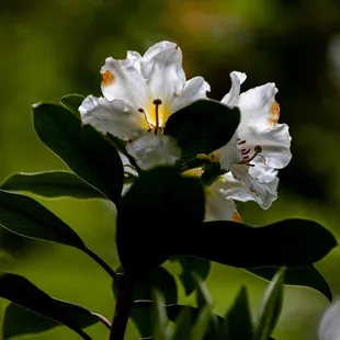 UC Botanical Garden at Berkeley