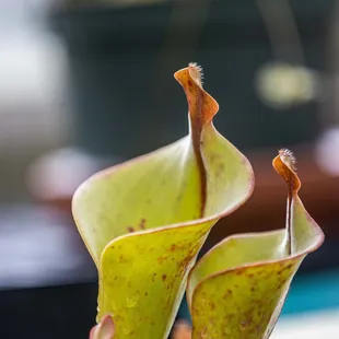 UC Botanical Garden at Berkeley