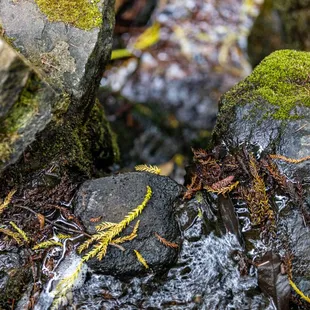 UC Botanical Garden at Berkeley