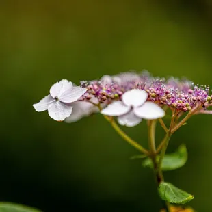 UC Botanical Garden at Berkeley
