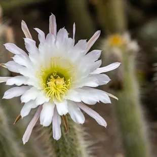 UC Botanical Garden at Berkeley