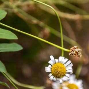 UC Botanical Garden at Berkeley