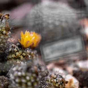 UC Botanical Garden at Berkeley
