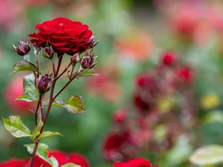 The Berkeley Rose Garden