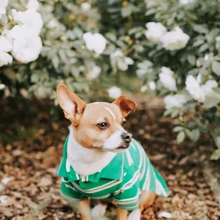 Few roses here and there