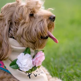 Dog friendly but keep on leashes