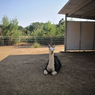 UC Davis Equestrian Center