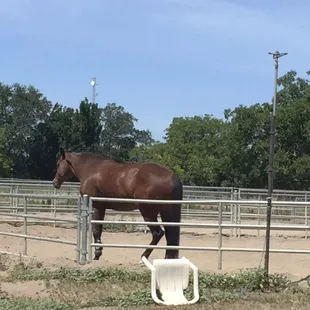 Horsey, did you knock over the chair?