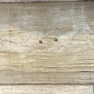 Rat turds on ground by hibachi grill