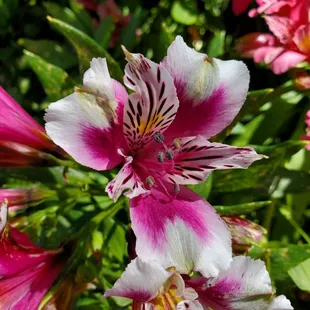 Peruvian Lily