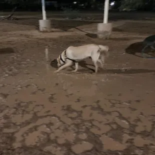 Mud puddle, dog