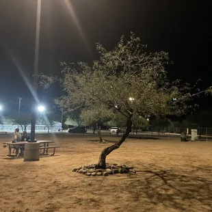 Decorative tree, dirt, participants in dog park fun, and dogs looking for the best ball.