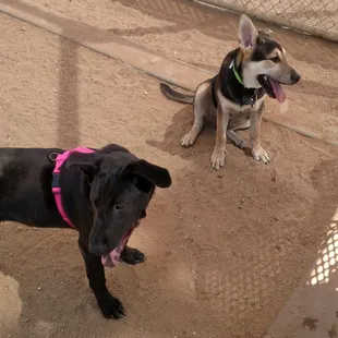 Friendly doggies at the dog park! They have a small and large breed park.