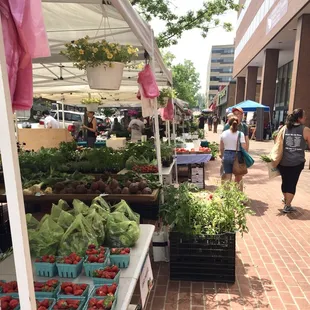 Morning at the market