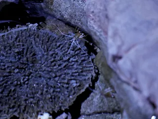 SEA LIFE Arizona Aquarium