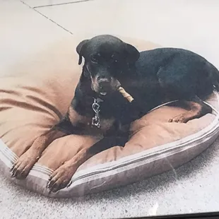 a dog laying on a pillow