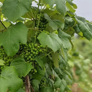 a bunch of grapes growing on a vine